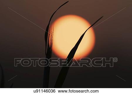 Stock Photograph - Grass silhouetted against rising sun.. Fotosearch