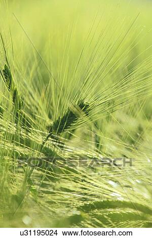 Green barley ears. View Large Photo Image Picture - Green barley ears.. Fotosearch