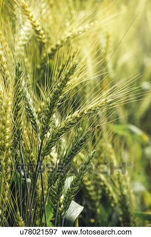 Green triticale ears. This crop is a hybrid of wheat and rye. View Large Photo Image Stock Photo - Green triticale ears. This crop is a hybrid of wheat and rye.. Fotosearch