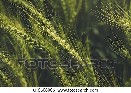 Stock Photography - Green triticale ears. This crop is a hybrid of wheat and rye.. Fotosearch