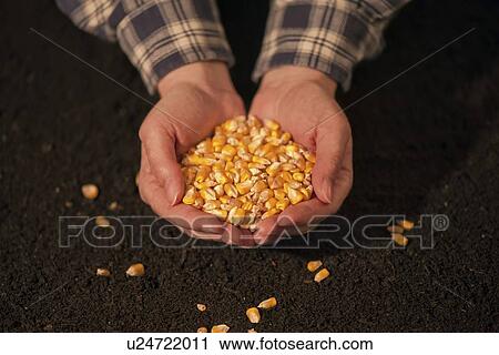 Handful of harvested corn. View Large Photo Image Stock Image - Handful of harvested corn.. Fotosearch
