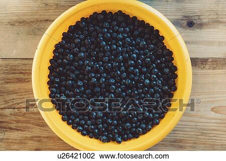 Harvested aronia berries. View Large Photo Image Stock Image - Harvested aronia berries.. Fotosearch