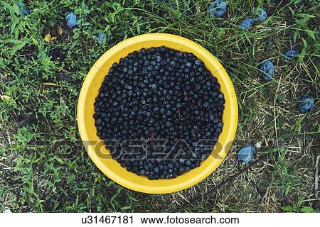 Harvested aronia berries. View Large Photo Image Stock Image - Harvested aronia berries.. Fotosearch