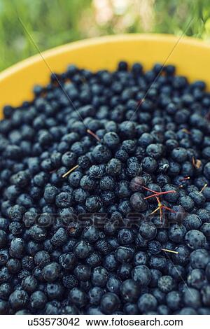 Stock Image - Harvested aronia berries.. Fotosearch