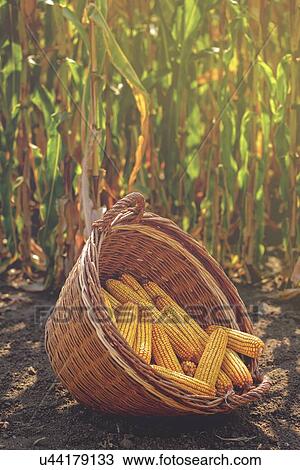 Stock Image - Harvested corn in wicker basket.. Fotosearch