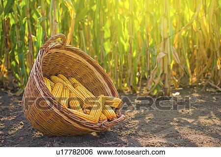 Stock Photograph - Harvested corn in wicker basket.. Fotosearch