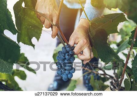 Harvesting grapes. View Large Photo Image Stock Photo - Harvesting grapes.. Fotosearch