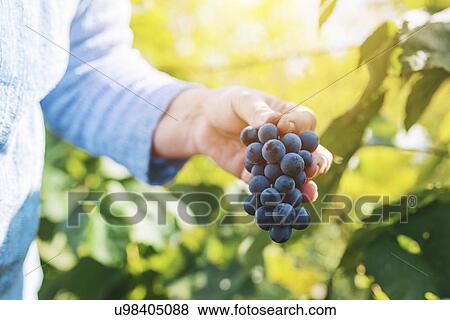 Harvesting grapes. View Large Photo Image Stock Photo - Harvesting grapes.. Fotosearch