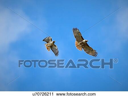 Stock Image - Hawks. Fotosearch