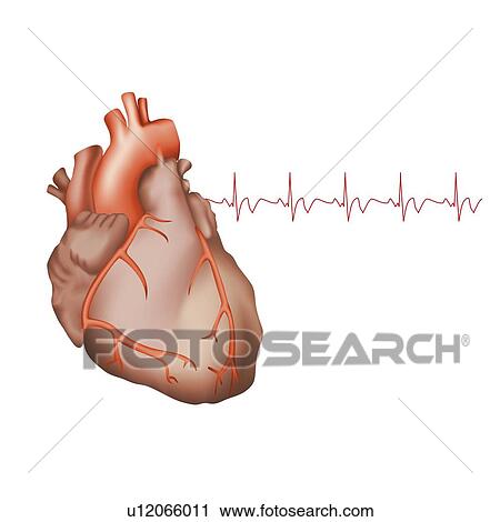 Healthy human heart, illustration View Large Photo Image Stock Image - Healthy human heart, illustration. Fotosearch