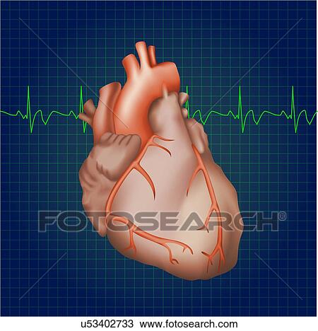 Stock Image - Healthy human heart, illustration. Fotosearch