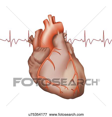 Healthy human heart, illustration View Large Photo Image Stock Photo - Healthy human heart, illustration. Fotosearch