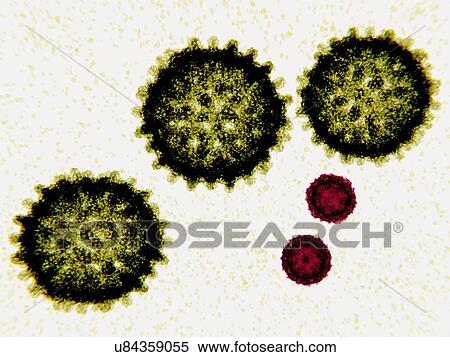 Stock Photography - Hepatitis C (green) and polio (red) virus particles, illustration. Both consist of a core of genetic material (RNA, ribonucleic acid) and a protein shell (capsid). The hepatitis C virus particles have a lipid envelope with embedded glycoproteins. The.... Fotosearch