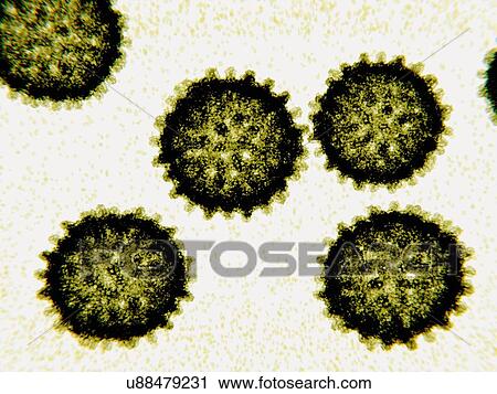 Stock Image - Hepatitis C virus particles, illustration. The virus particles consist of a core of genetic material (RNA, ribonucleic acid) and an icosahedral protein shell, enclosed in a lipid envelope with embedded glycoproteins. Hepatitis viruses cause a liver.... Fotosearch