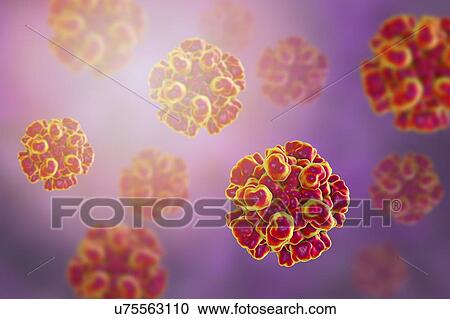 Stock Image - Hepatitis E virus (HEV), computer illustration. HEV particles (virions) are composed of an outer protein coat (capsid) encasing RNA (ribonucleic acid), the genetic material of the virus. Infection with HEV causes inflammation of the liver and jaundice.... Fotosearch