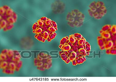 Hepatitis E virus (HEV), computer illustration. HEV particles (virions) are composed of an outer protein coat (capsid) encasing RNA (ribonucleic acid), the genetic material of the virus. Infection with HEV causes inflammation of the liver and jaundice... View Large Photo Image Stock Photography - Hepatitis E virus (HEV), computer illustration. HEV particles (virions) are composed of an outer protein coat (capsid) encasing RNA (ribonucleic acid), the genetic material of the virus. Infection with HEV causes inflammation of the liver and jaundice.... Fotosearch