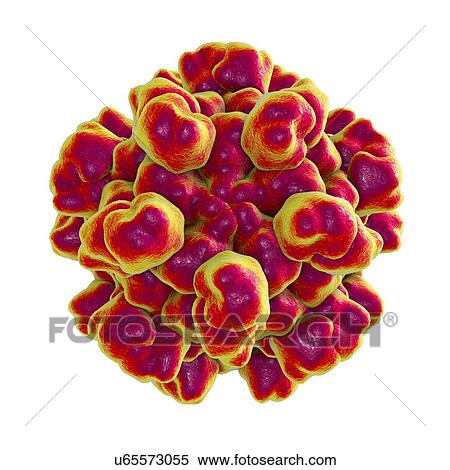 Hepatitis E virus (HEV), computer illustration. HEV particles (virions) are composed of an outer protein coat (capsid) encasing RNA (ribonucleic acid), the genetic material of the virus. Infection with HEV causes inflammation of the liver and jaundice... View Large Photo Image Stock Photography - Hepatitis E virus (HEV), computer illustration. HEV particles (virions) are composed of an outer protein coat (capsid) encasing RNA (ribonucleic acid), the genetic material of the virus. Infection with HEV causes inflammation of the liver and jaundice.... Fotosearch