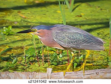 Heron View Large Photo Image Stock Image - Heron. Fotosearch