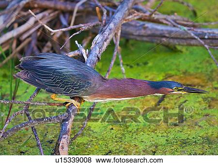 Heron View Large Photo Image Stock Photo - Heron. Fotosearch