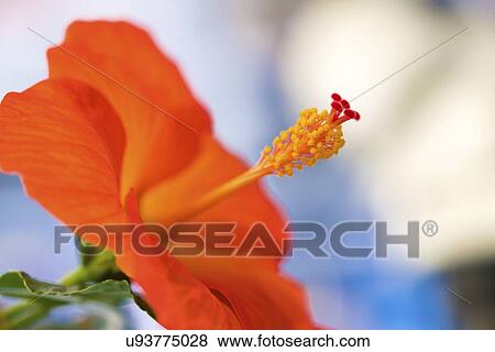 Hibiscus sp. flower. View Large Photo Image Stock Photo - Hibiscus sp. flower.. Fotosearch