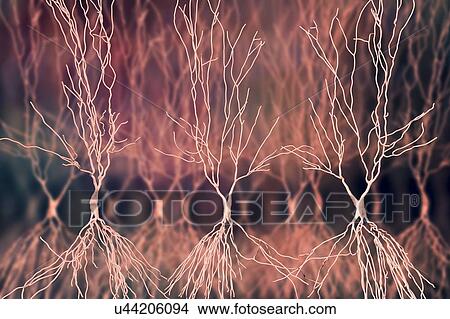 Picture - Hippocampus neuron, computer illustration. The hippocampus in humans is the structure in the brain responsible for long-term memory.. Fotosearch