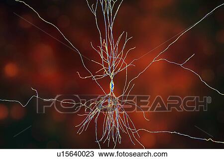 Stock Image - Hippocampus neuron, computer illustration. The hippocampus in humans is the structure in the brain responsible for long-term memory.. Fotosearch