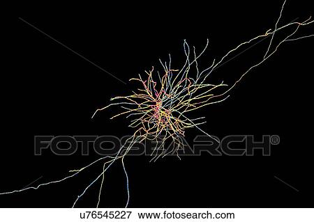 Stock Photo - Hippocampus neuron, computer illustration. The hippocampus in humans is the structure in the brain responsible for long-term memory.. Fotosearch