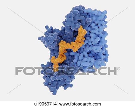 HIV-1 reverse transcriptase inhibition, illustration. The human immunodeficiency virus single-stranded RNA genome is converted into double-stranded DNA by the viral reverse transcriptase (blue) and then the DNA is integrated in the DNA of an infected... View Large Photo Image Picture - HIV-1 reverse transcriptase inhibition, illustration. The human immunodeficiency virus single-stranded RNA genome is converted into double-stranded DNA by the viral reverse transcriptase (blue) and then the DNA is integrated in the DNA of an infected.... Fotosearch