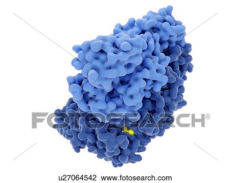 Stock Image - HIV-1 reverse transcriptase inhibition, illustration. The human immunodeficiency virus single-stranded RNA genome is converted into double-stranded DNA by the viral reverse transcriptase (blue) and then the DNA is integrated in the DNA of an infected.... Fotosearch