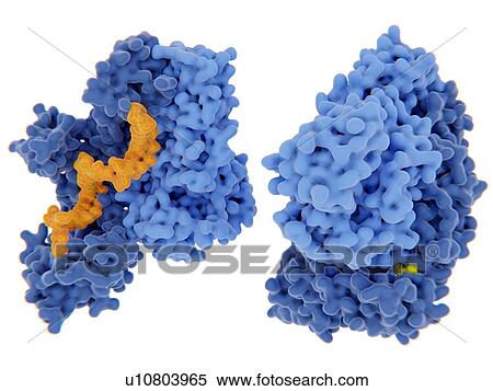 Stock Photography - HIV-1 reverse transcriptase inhibition, illustration. The human immunodeficiency virus single-stranded RNA genome is converted into double-stranded DNA by the viral reverse transcriptase (blue) and then the DNA is integrated in the DNA of an infected.... Fotosearch