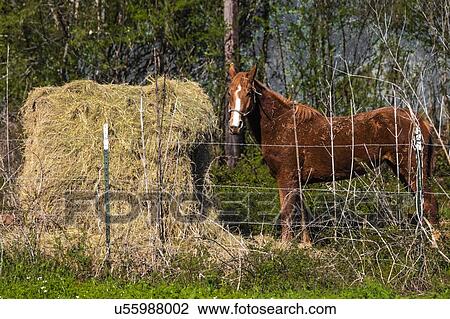 Horse eating hay in eastern texas View Large Photo Image Stock Image - Horse eating hay in eastern texas. Fotosearch