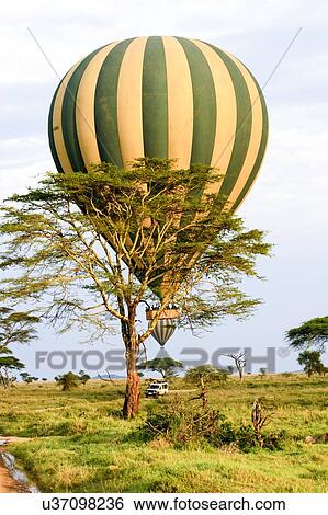 Stock Photograph - Hot air balloon safari. Photographed in Serengeti National Park, Tanzania.. Fotosearch