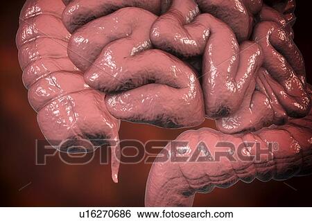 Human appendix, computer illustration. View Large Photo Image Stock Photograph - Human appendix, computer illustration.. Fotosearch