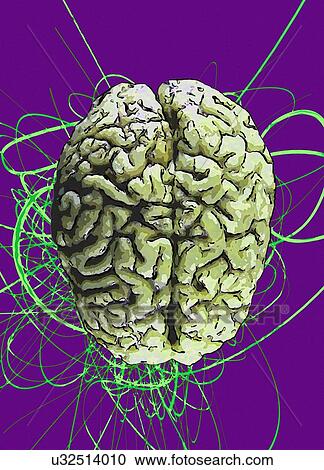 Human brain against purple background, illustration. View Large Photo Image Stock Image - Human brain against purple background, illustration.. Fotosearch