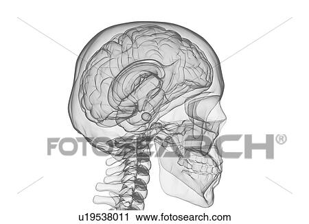 Stock Image - Human brain and skull, illustration.. Fotosearch