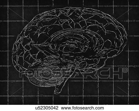 Stock Image - Human brain, computer illustration.. Fotosearch