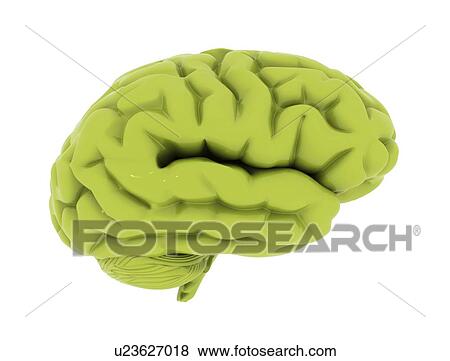 Human brain, computer illustration. View Large Photo Image Stock Photo - Human brain, computer illustration.. Fotosearch