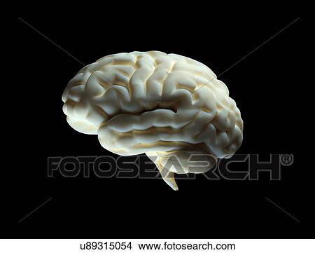Picture - Human brain, illustration.. Fotosearch