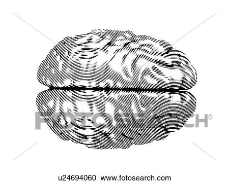 Stock Image - Human brain, illustration.. Fotosearch