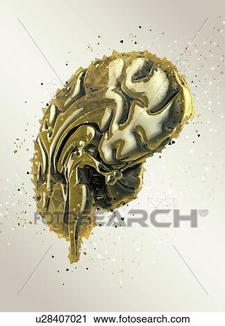 Stock Image - Human brain, illustration.. Fotosearch