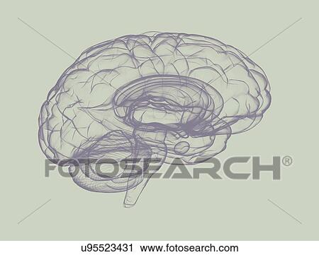 Human brain, illustration. View Large Photo Image Stock Image - Human brain, illustration.. Fotosearch