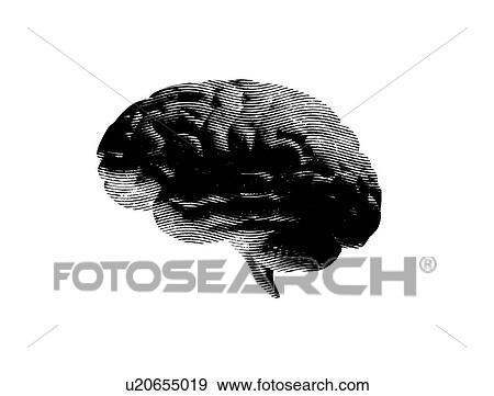 Stock Photo - Human brain, illustration.. Fotosearch