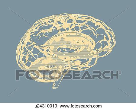 Stock Photo - Human brain, illustration.. Fotosearch