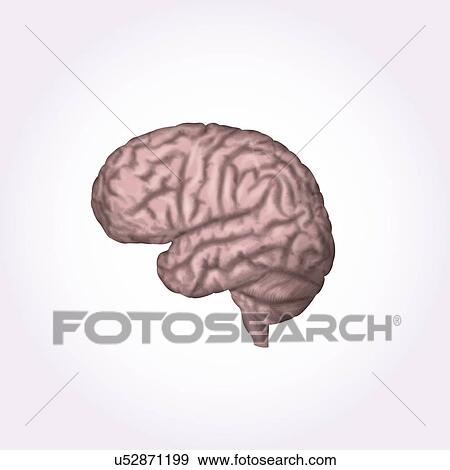 Stock Photo - Human brain, illustration. Fotosearch
