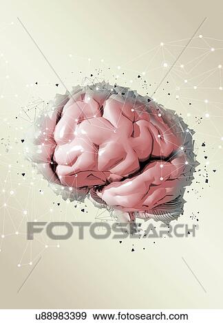 Stock Photo - Human brain, illustration.. Fotosearch