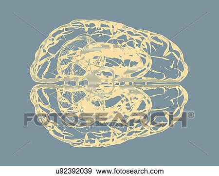 Stock Photo - Human brain, illustration.. Fotosearch