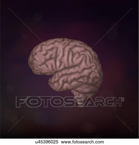 Stock Photography - Human brain, illustration. Fotosearch