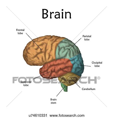 Stock Image - Human brain with labels, illustration.. Fotosearch
