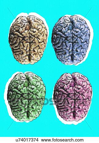 Human brains against blue background, illustration. View Large Photo Image Picture - Human brains against blue background, illustration.. Fotosearch