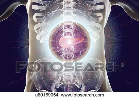 Picture - Human digestive system with highlighted pancreas, computer illustration. Concept for treatment and prevention of pancreatic diseases.. Fotosearch